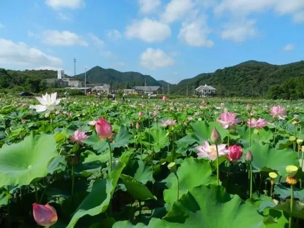 河南白云山旅游攻略_河南白云山旅游攻略_河南白云山旅游攻略