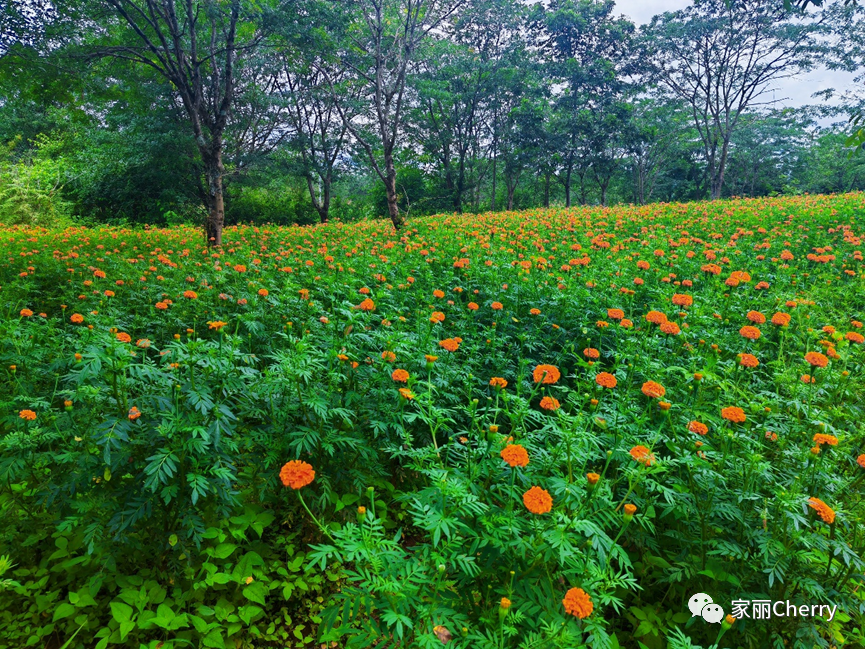 瑞丽腾冲旅游攻略_云南旅游瑞丽腾冲_腾冲瑞丽旅游线路