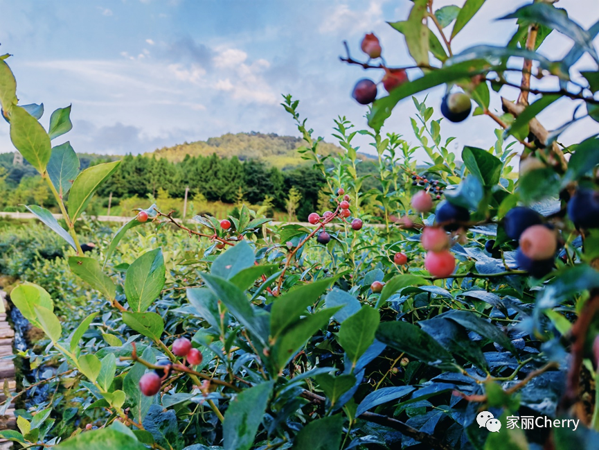 云南旅游瑞丽腾冲_腾冲瑞丽旅游线路_瑞丽腾冲旅游攻略