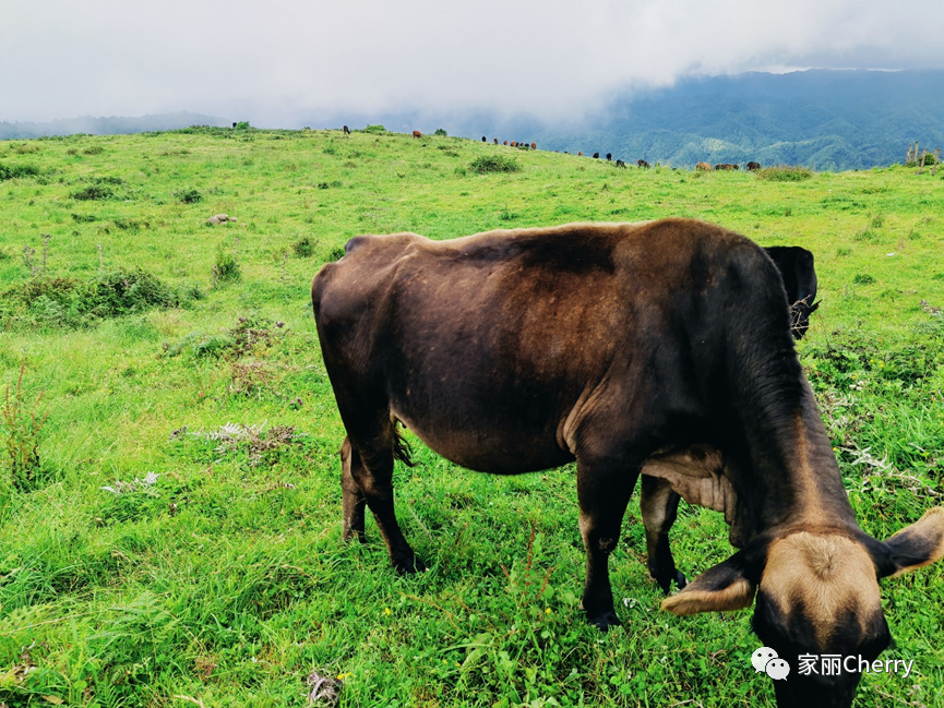 瑞丽腾冲旅游攻略_腾冲瑞丽旅游线路_云南旅游瑞丽腾冲