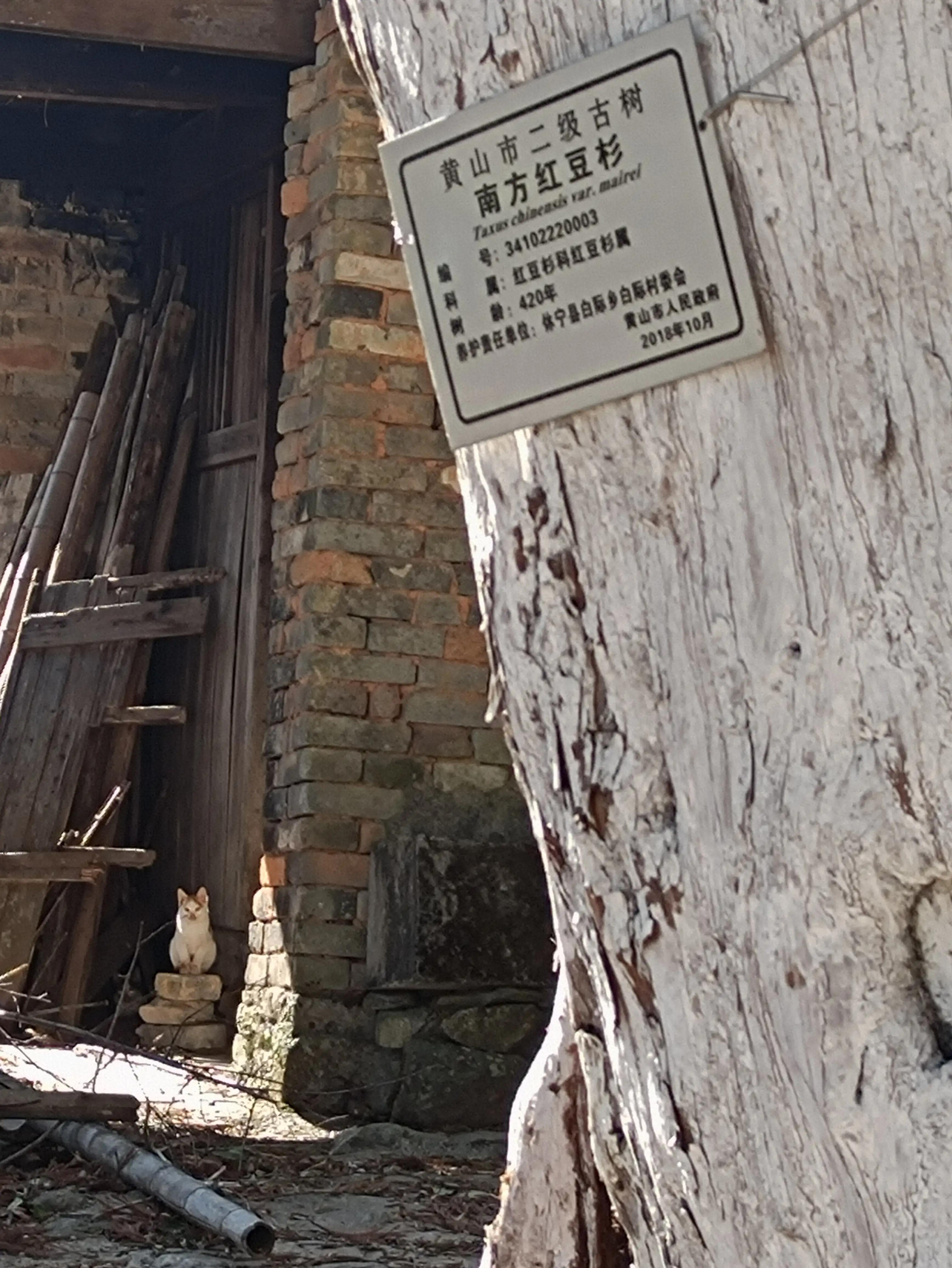 墨脱旅游线路_墨脱旅游须知_墨脱旅游攻略