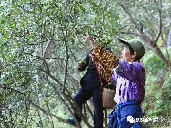 绍兴到西塘开车要多久_绍兴去西塘怎么坐高铁_绍兴到西塘旅游攻略