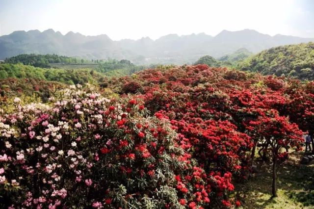 万峰林旅游攻略自驾游_游万峰林需要多少时间_徒步万峰林