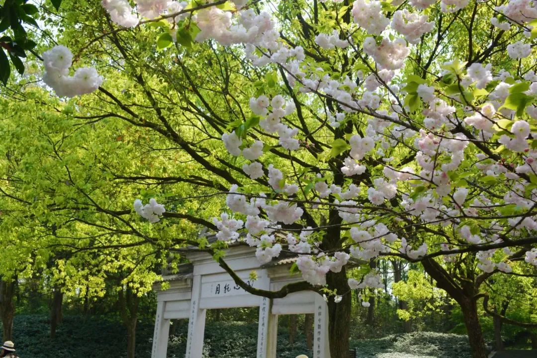 西溪湿地旅游景区_西溪湿地西区旅游攻略_西溪湿地游览路线