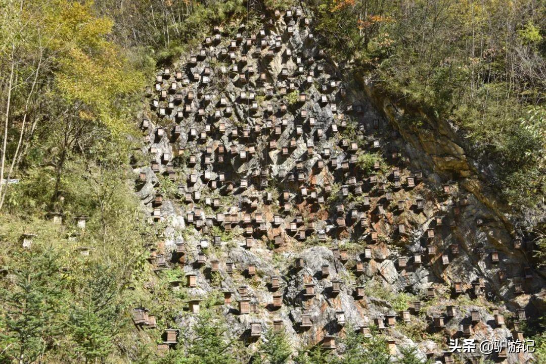 湖北神农架武当山旅游攻略_武当山神农架四日游_神农架武当山旅游攻略