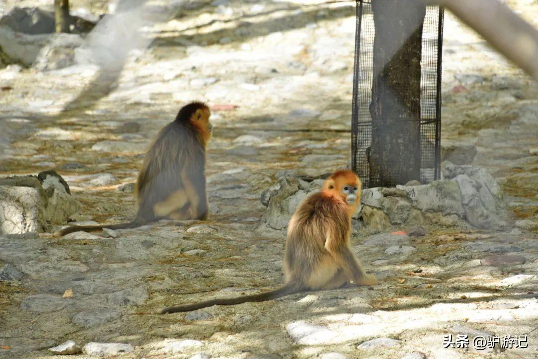 武当山神农架四日游_神农架武当山旅游攻略_湖北神农架武当山旅游攻略