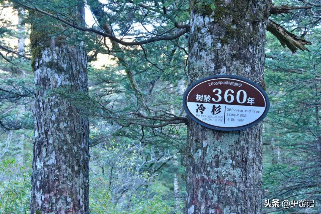 湖北神农架武当山旅游攻略_武当山神农架四日游_神农架武当山旅游攻略