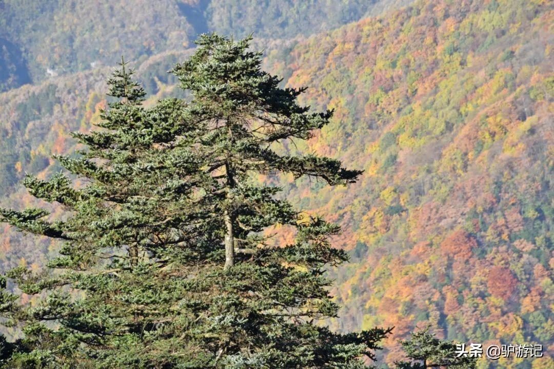 武当山神农架四日游_神农架武当山旅游攻略_湖北神农架武当山旅游攻略