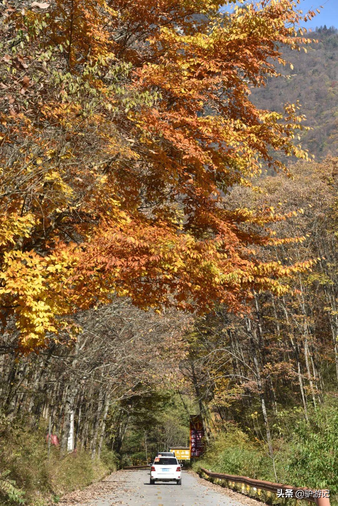 神农架武当山旅游攻略_湖北神农架武当山旅游攻略_武当山神农架四日游