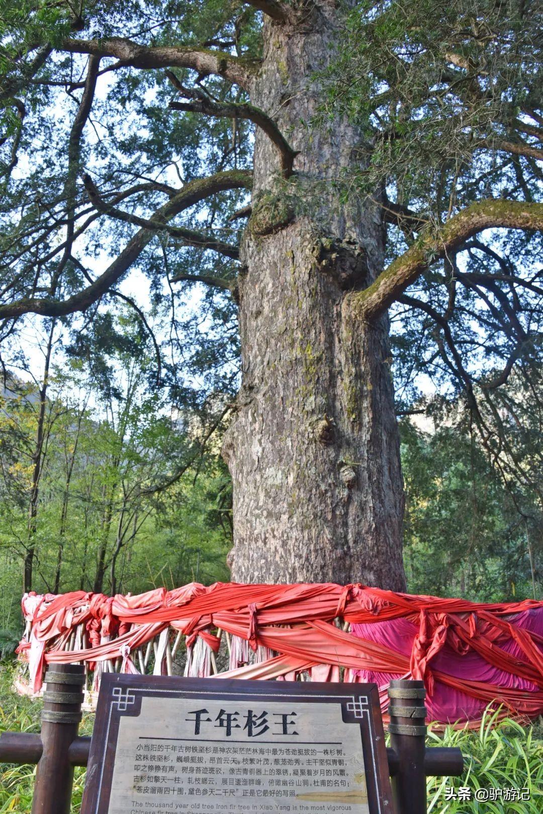 湖北神农架武当山旅游攻略_武当山神农架四日游_神农架武当山旅游攻略