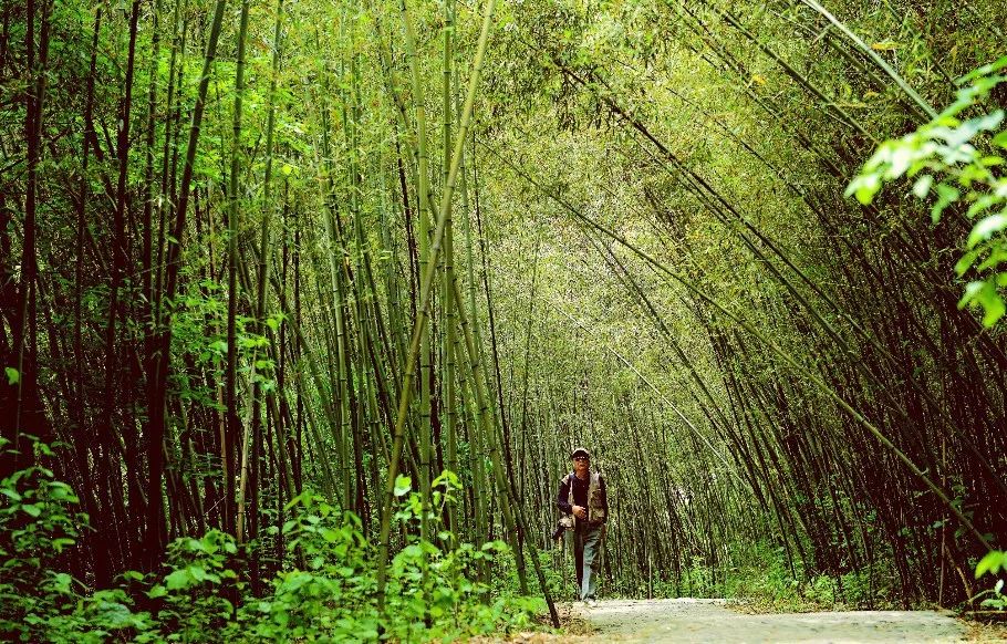 洛阳龙门票价_洛阳龙隐旅游攻略_洛阳龙隐景点