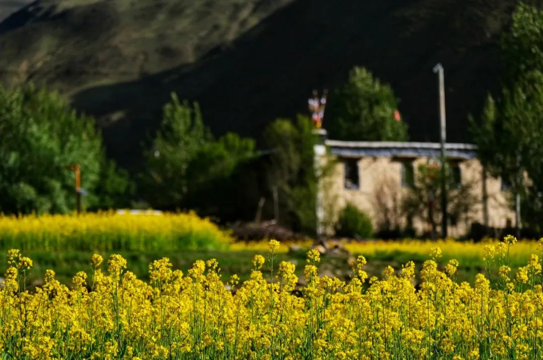 攻略旅游南山的路线_南山攻略一日游_山南旅游攻略