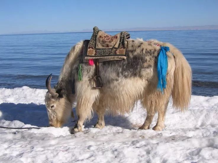 青海湖冬天旅游_冬季的青海湖好玩吗_青海湖冬季旅游攻略