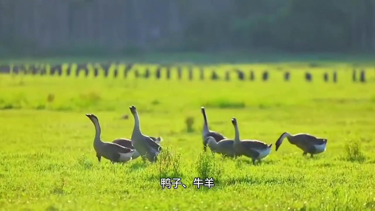 海南省白沙县旅游攻略_海南白沙县旅游攻略_海南白沙县的景点