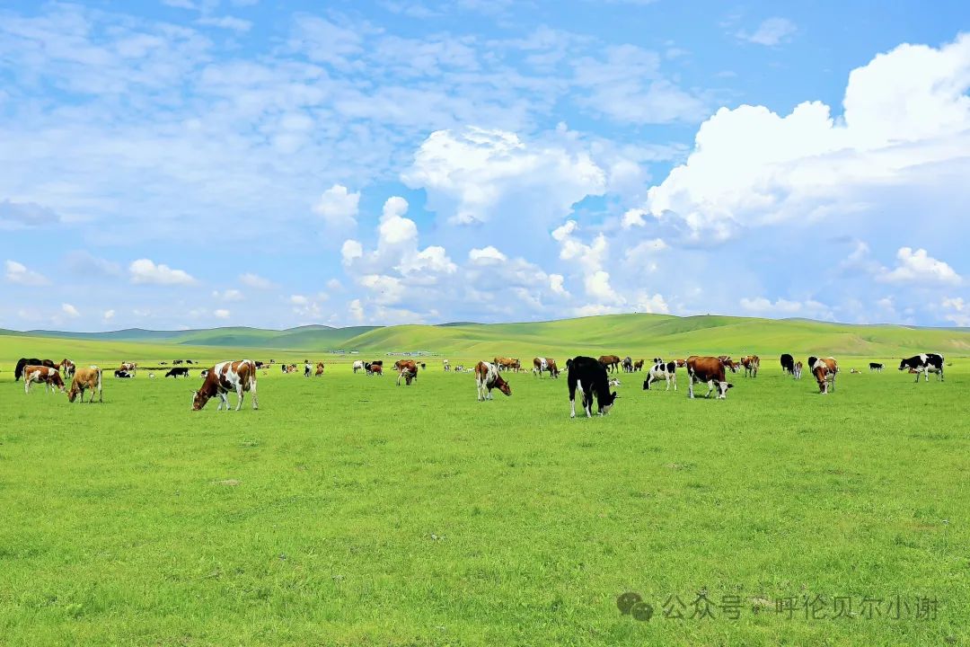 呼伦贝尔旅游攻略相关推荐-呼伦贝尔旅游攻略必玩的景点