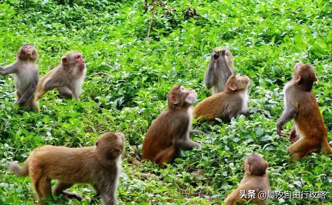 海南省白沙县旅游攻略_海南白沙县好玩的地方_海南白沙县旅游攻略