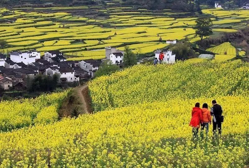 婺源西线最值得去的三个景点_婺源西线一日游攻略_婺源西线旅游攻略